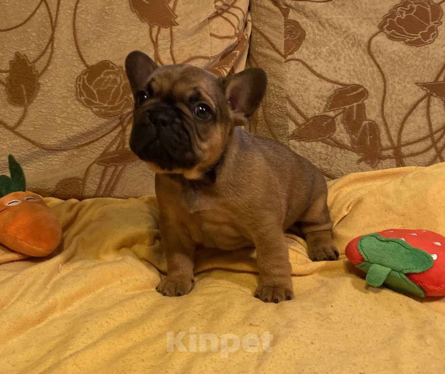 Собаки в Санкт-Петербурге: Шикарный мальчик французского бульдога Мальчик, 40 000 руб. - фото 9