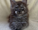 Кошки в Дмитрове: Черный дымчатый мальчик мейн кун Мальчик, 60 000 руб. - фото 4