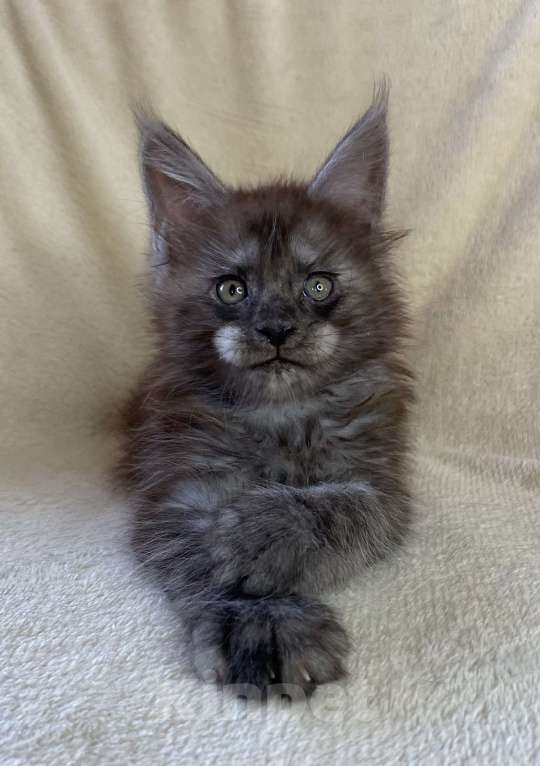 Кошки в Дмитрове: Черный дымчатый мальчик мейн кун Мальчик, 60 000 руб. - фото 4