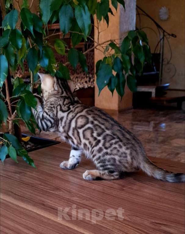 Кошки в Москве: Бенгальская девочка  Девочка, 55 000 руб. - фото 5