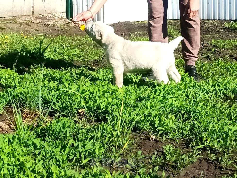 Собаки в Пензе: Щенки среднеазиатская овчарка  Девочка, Бесплатно - фото 3