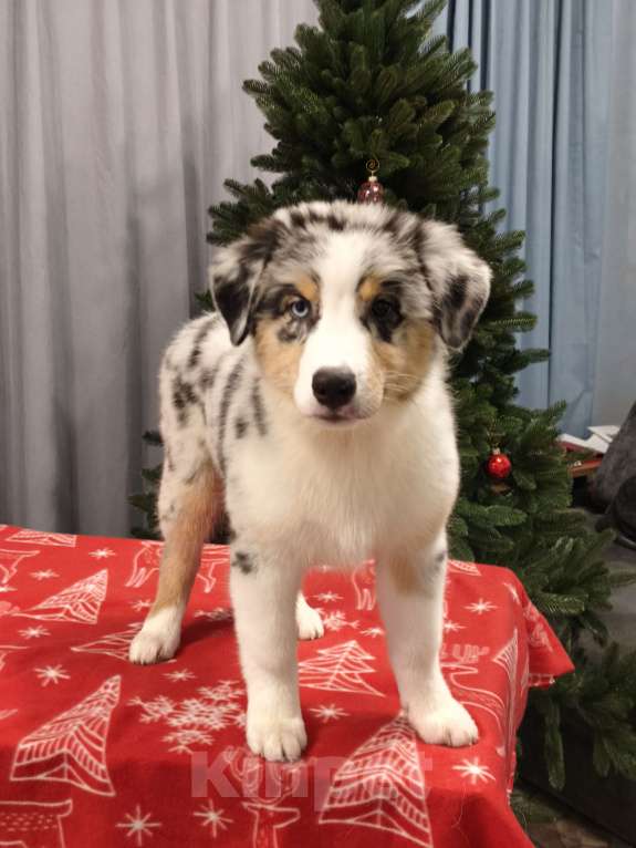 Собаки в Липецке: Австралийская овчарка Девочка, 130 000 руб. - фото 1