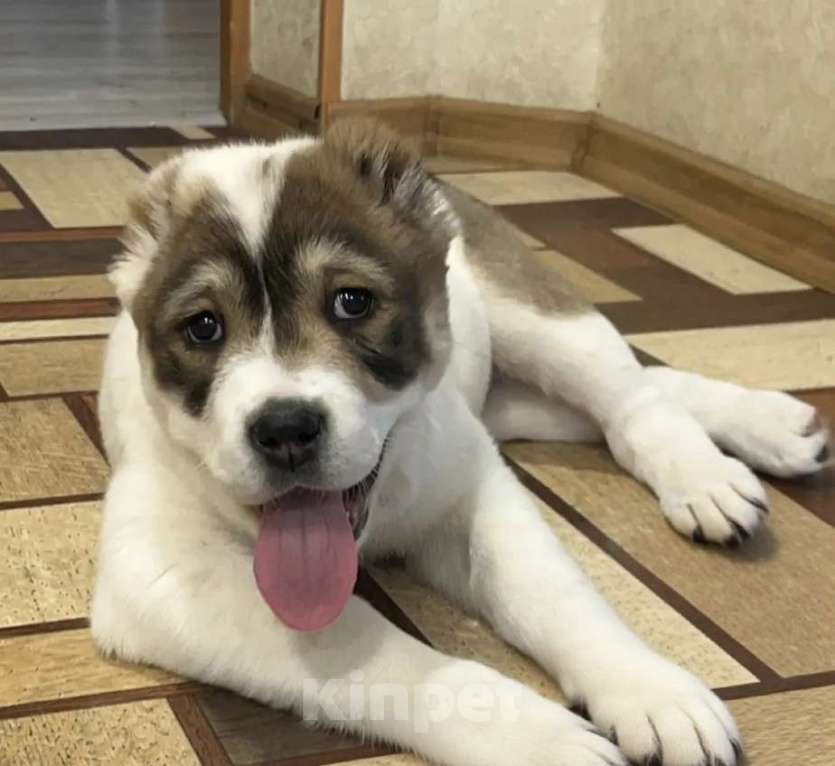 Собаки в других городах Нижегородской области: Щенок среднеазиатской овчарки ищет дом! Девочка, Бесплатно - фото 6