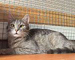 Кошки в Москве: Серо-дымчатая косенькая кошка Кося в дар Девочка, 1 руб. - фото 6