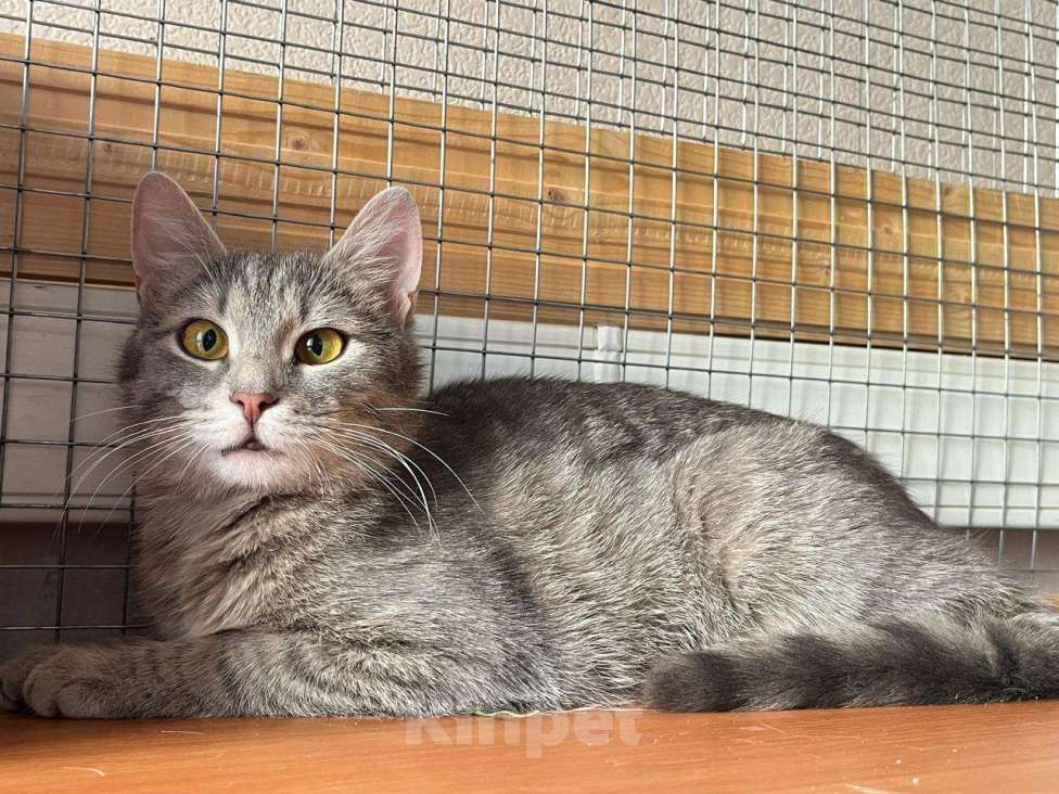 Кошки в Москве: Серо-дымчатая косенькая кошка Кося в дар Девочка, 1 руб. - фото 6