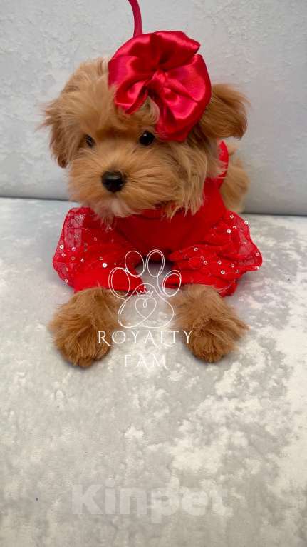 Собаки в Москве: Мини девочка мальтипу F1 Royalty Fam Isabell Девочка, Бесплатно - фото 10