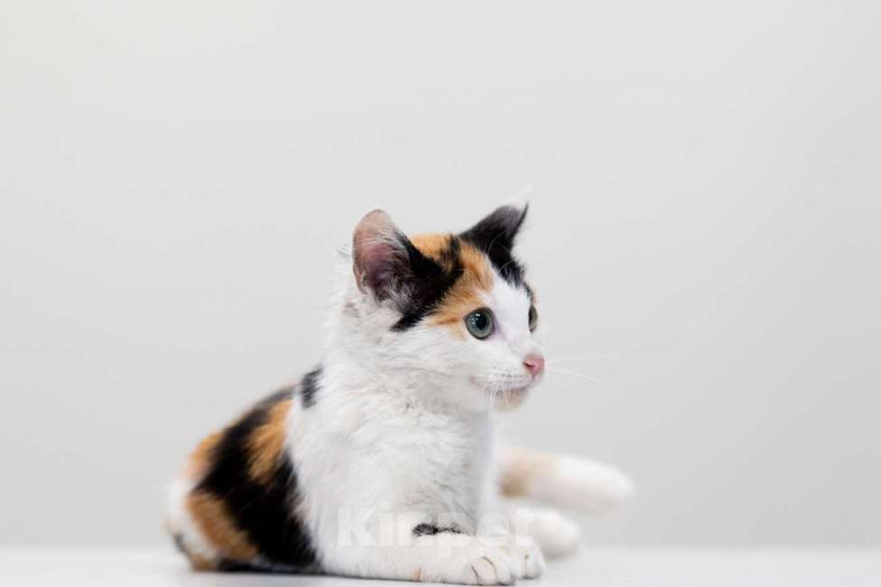 Кошки в Москве: Мия Девочка, Бесплатно - фото 3