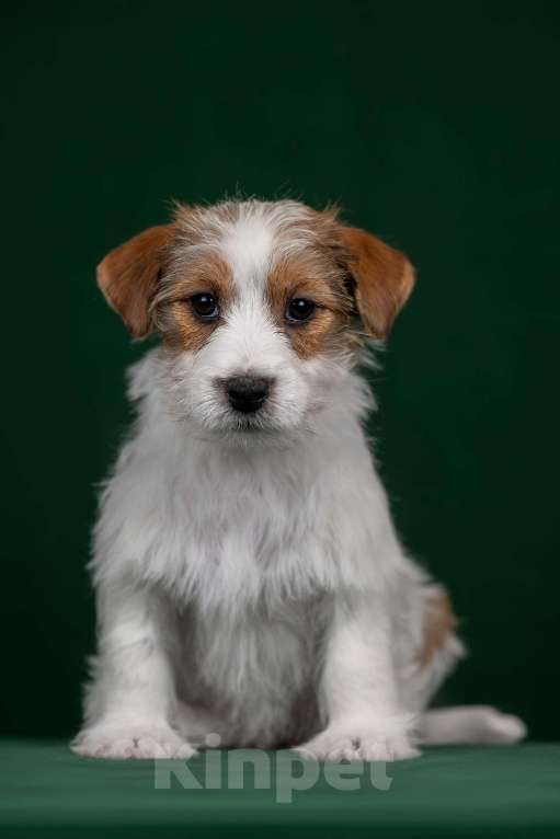 Собаки в Перми: Щенки Джек Рассел терьера Мальчик, 45 000 руб. - фото 2