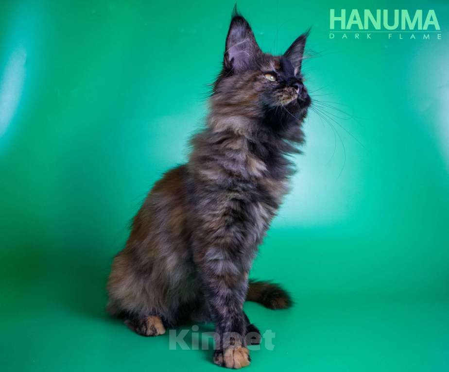 Кошки в других городах Воронежской области: Hanuma Dark Flame Девочка, Бесплатно - фото 2