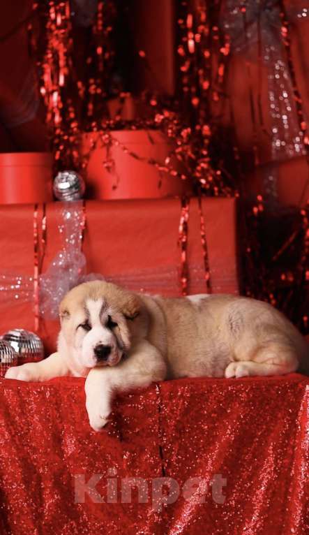 Собаки в Москве: Понтовый щенок алабая  Мальчик, Бесплатно - фото 5