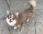 Собаки в Серове: Чихуа Хуа, 6 000 руб. - фото 3
