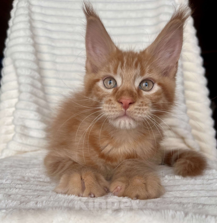 Кошки в Ярославле: Кот Мальчик, 45 000 руб. - фото 3