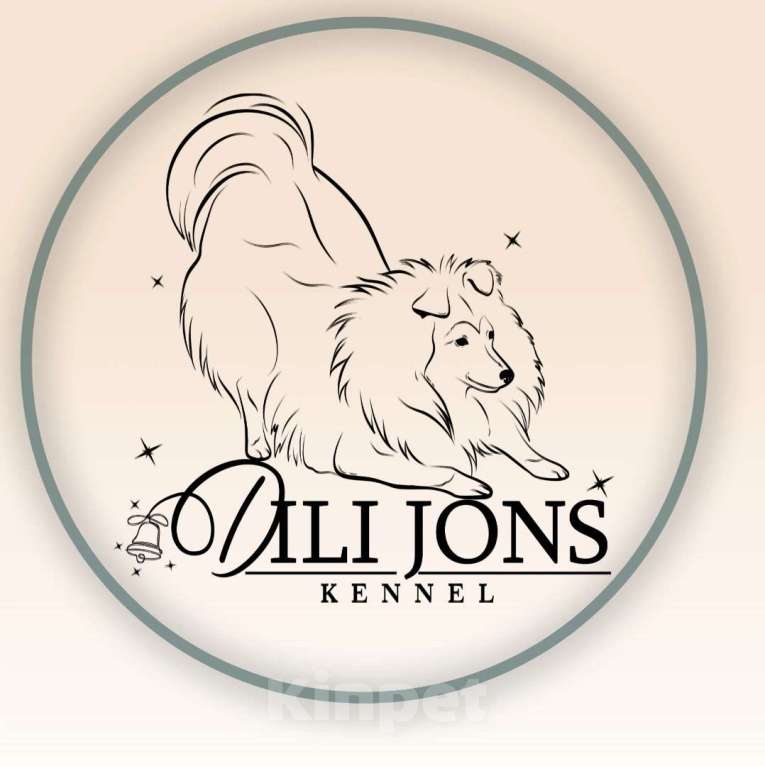 Собаки в Нижнем Новгороде: Щенок Шелти Девочка, 60 000 руб. - фото 3