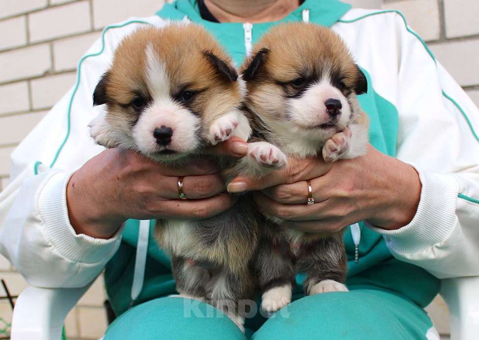 Собаки в других городах Московской области: щенки вельш корги пемброк Мальчик, Бесплатно - фото 3