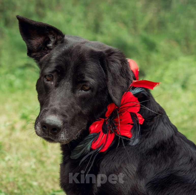 Собаки в Москве: Кьра, собака 7 лет Девочка, Бесплатно - фото 7