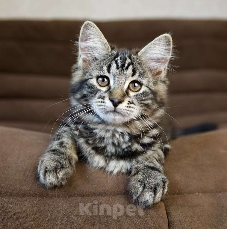 Кошки в Москве: Сибирский котенок Девочка, 98 000 руб. - фото 6
