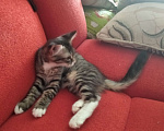 Кошки в Новочебоксарске: 3 месяца, породистая кошка Девочка, 450 руб. - фото 1