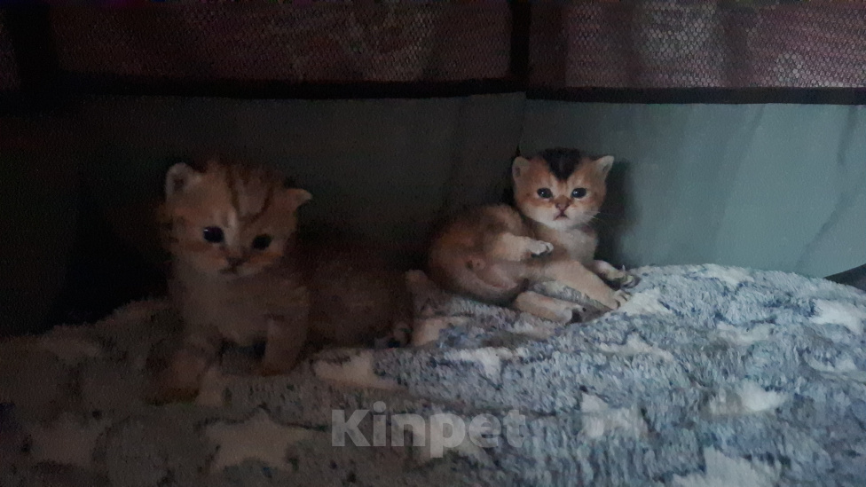 Кошки в других городах Московской области: Продажа котят Мальчик, 20 000 руб. - фото 3