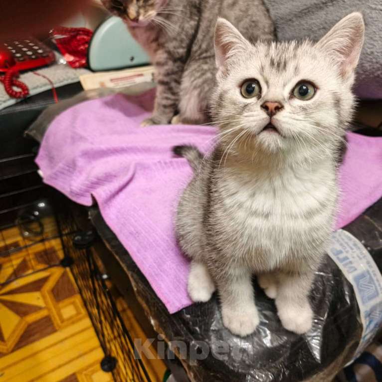 Кошки в Москве: Кошечка , голубого оттенка. Приучена к лотку, к когтеточке. Ласковая, умная. Возраст 2 месяца. Девочка, 5 000 руб. - фото 3