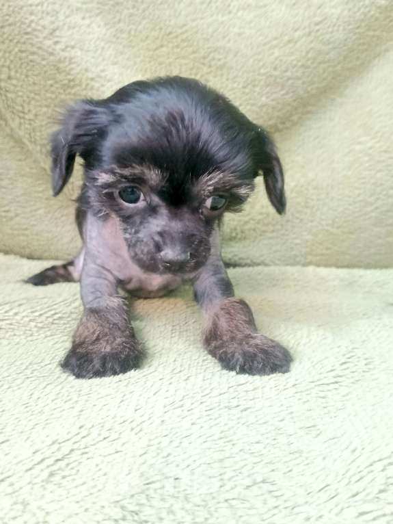 Собаки в Санкт-Петербурге: Крошечная малышка  Девочка, 45 000 руб. - фото 7