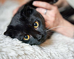 Кошки в Москве: Роскошный черный котик-подросток Марио, метис шотландской вислоухой ищет дом Мальчик, Бесплатно - фото 3
