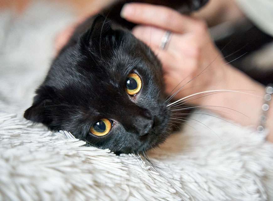 Кошки в Москве: Роскошный черный котик-подросток Марио, метис шотландской вислоухой ищет дом Мальчик, Бесплатно - фото 3