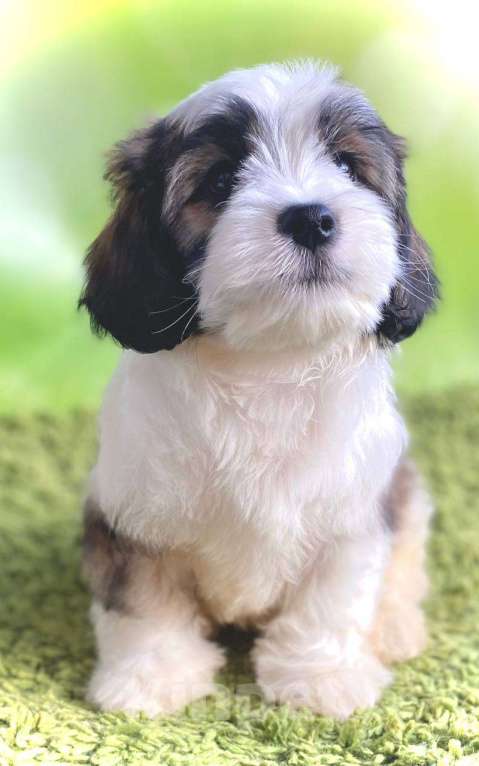 Собаки в Сергиеве Посаде: Симпатяга - Мальчик кавашон Мальчик, 60 000 руб. - фото 3