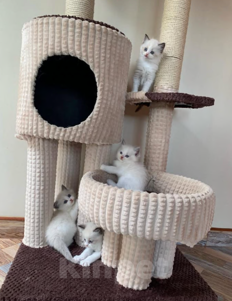 Кошки в Москве: Рэгдолл девочки Девочка, 40 000 руб. - фото 2