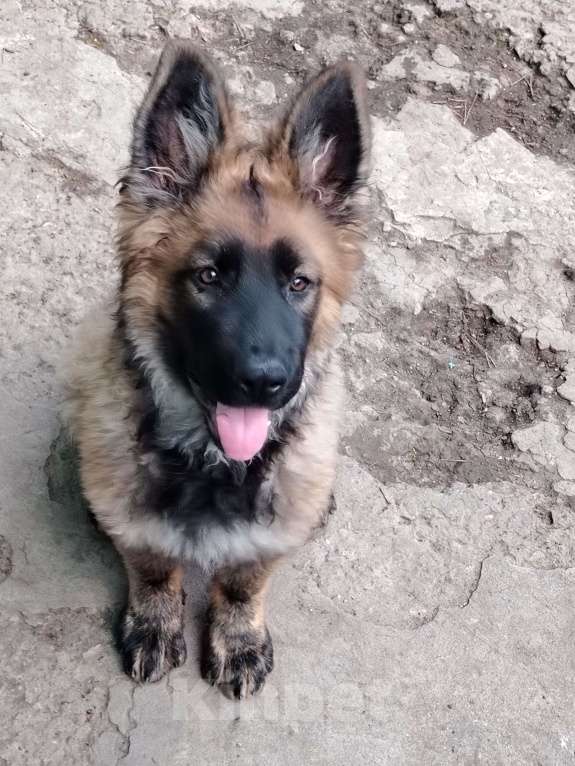 Собаки в Краснодаре: Зонарная девочка Девочка, 55 000 руб. - фото 4