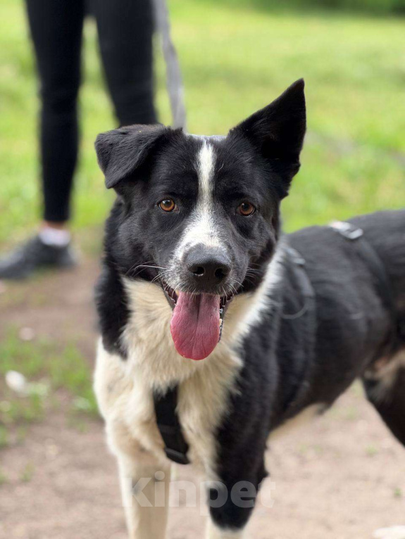 Собаки в Москве: Звездный мальчик Мальчик, Бесплатно - фото 7