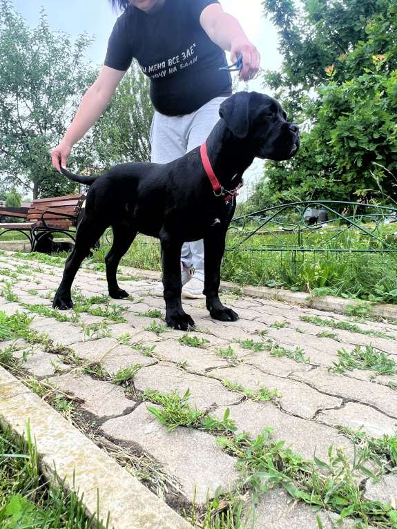 Собаки в Дмитрове: Щенок Кане Корсо Девочка, 50 000 руб. - фото 4