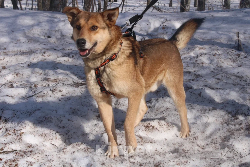 Собаки в Москве: Молодой пес из приюта Мальчик, Бесплатно - фото 4