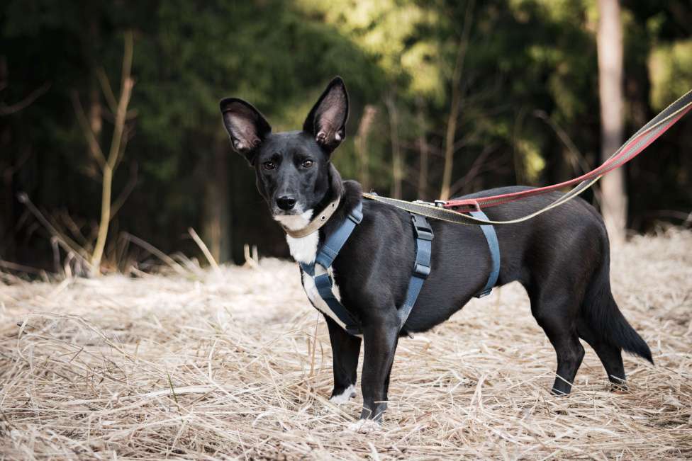 Собаки в Москве: Собака в дорые руки Девочка, 1 000 руб. - фото 2