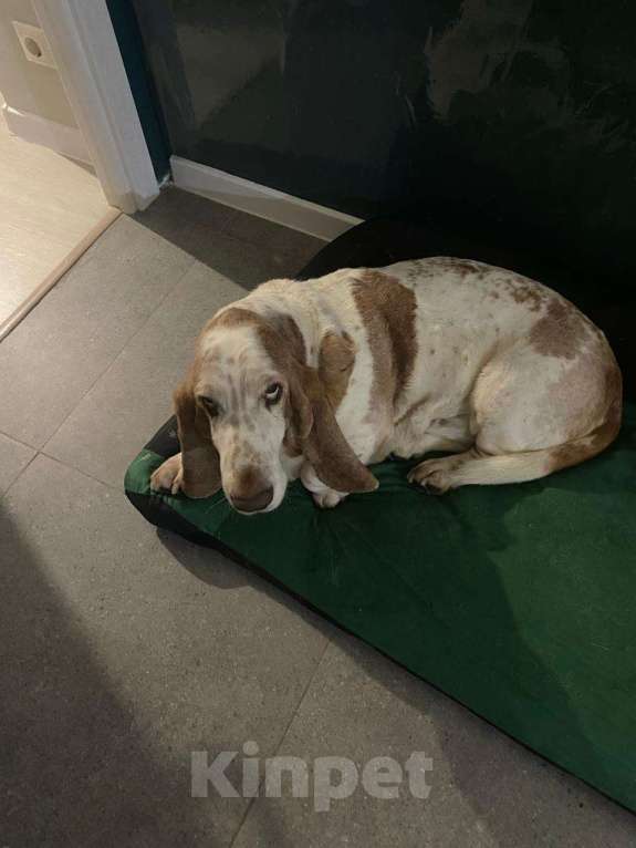 Собаки в Видном: Отдам в добрые руки Мальчик, Бесплатно - фото 5