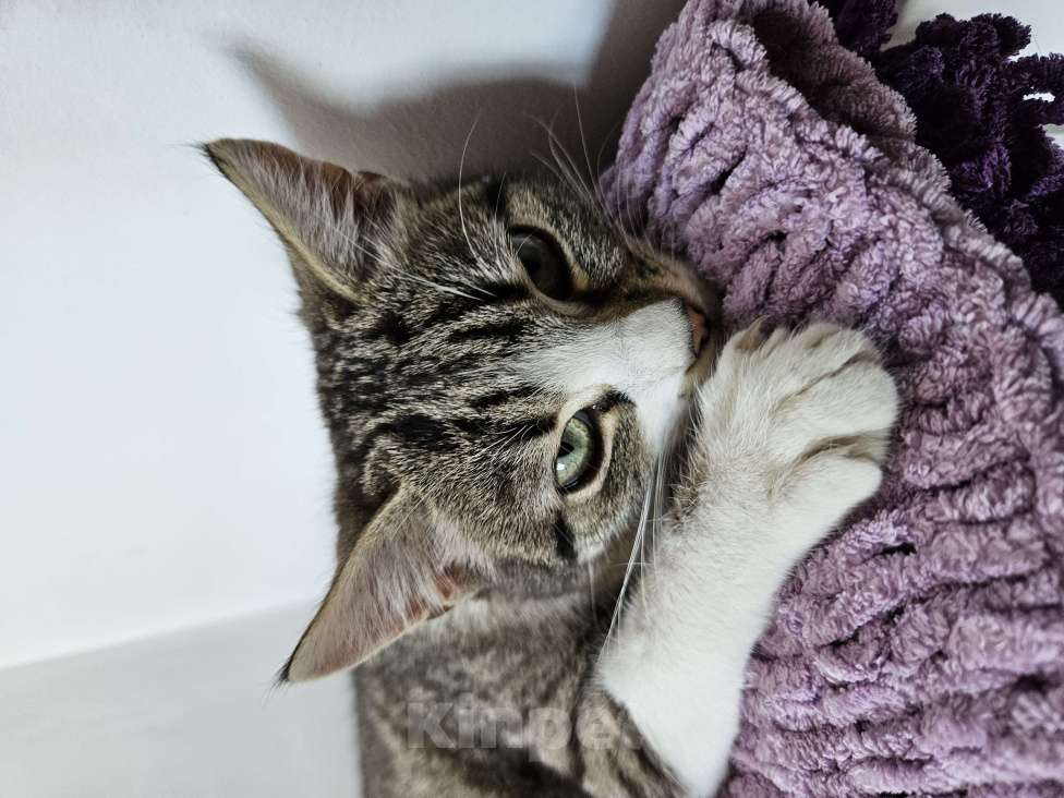 Кошки в Краснодаре: Солнечная девочка Марго ищет семью для большой любви! Девочка, Бесплатно - фото 2