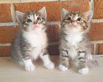 Кошки в Истре: Котенок Девочка, 1 руб. - фото 2