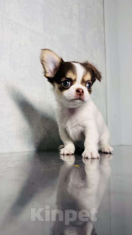 Собаки в Уфе: Очаровательные щенки длинношерстного чихуахуа — мальчики с документами Мальчик, 45 000 руб. - фото 2