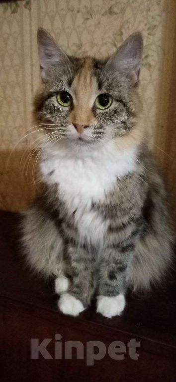 Кошки в Москве: Пушистая кошечка Лисенок ищет дом Девочка, Бесплатно - фото 4