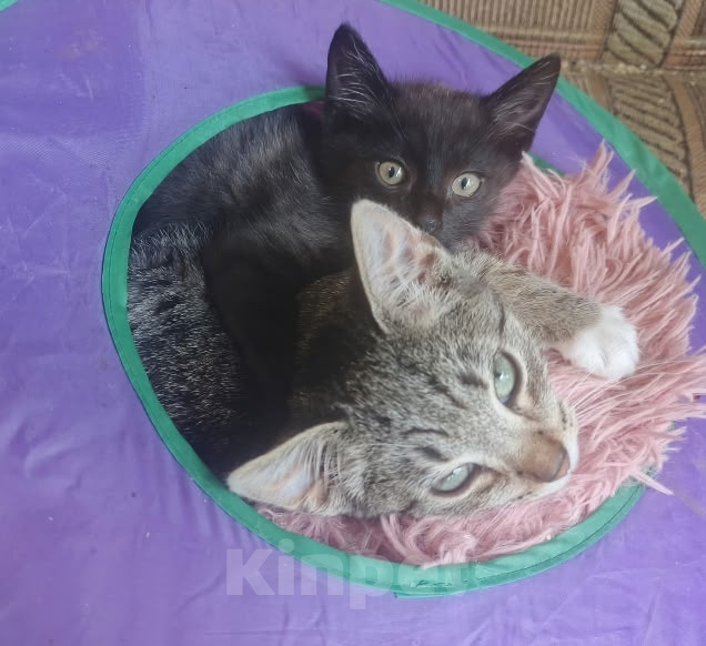 Кошки в Санкт-Петербурге: Котята Миша и Влад Мальчик, Бесплатно - фото 1