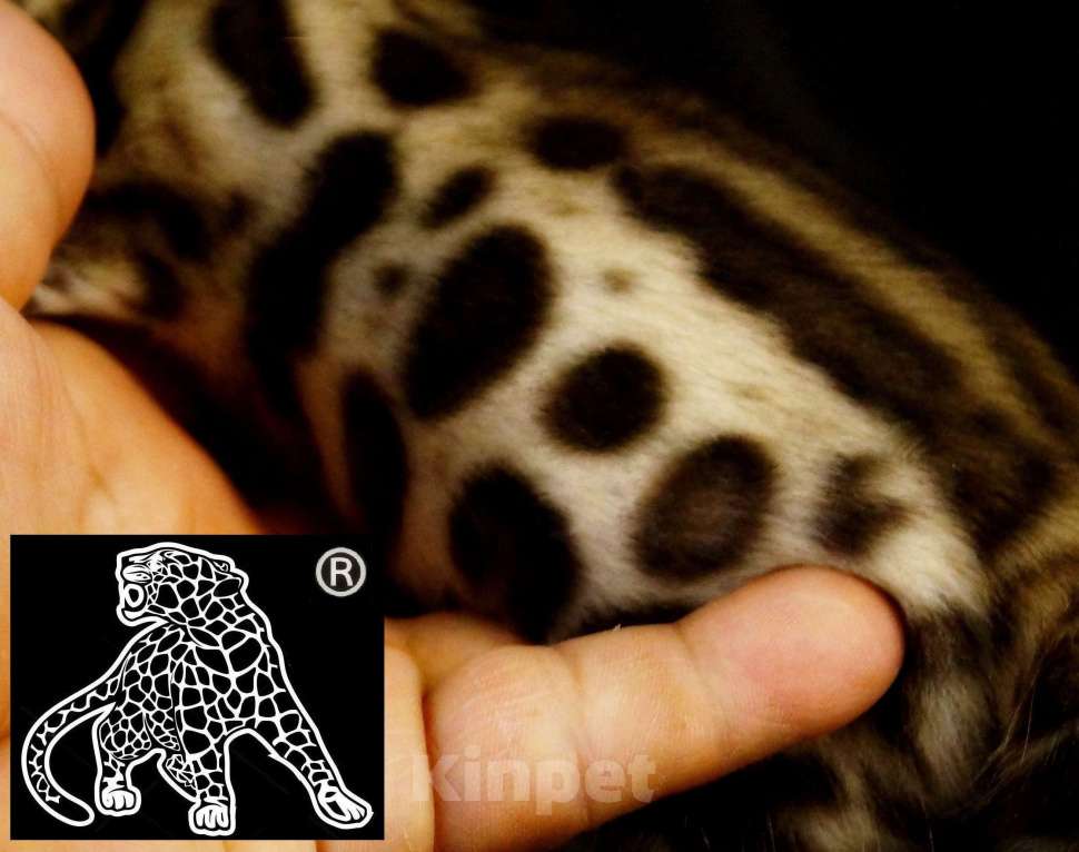 Кошки в Хабаровске: Бенгальский котенок. Профессиональный Питомник. Мальчик, Бесплатно - фото 1