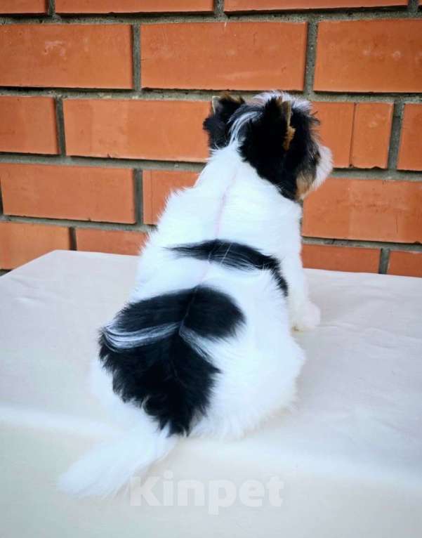 Собаки в Краснодаре: Кукольная Девочка, документы РКФ Девочка, 70 000 руб. - фото 3