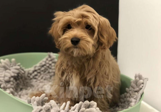 Собаки в Москве:  Мальтипу Мальчик, 45 000 руб. - фото 1