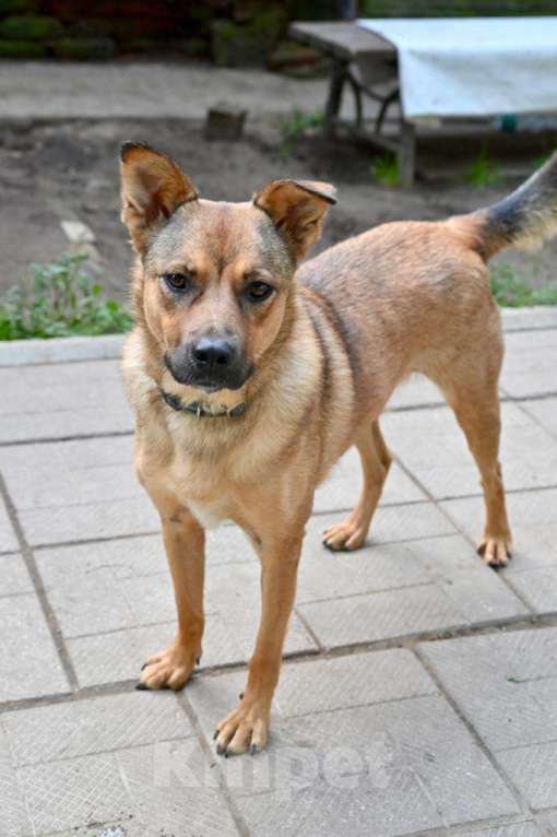 Собаки в Красногорске: Маленькая девочка Каштанка очень нуждается в хозяине  Девочка, Бесплатно - фото 2