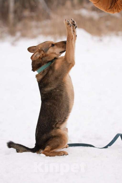 Собаки в Москве: Чичерин Мальчик, Бесплатно - фото 4