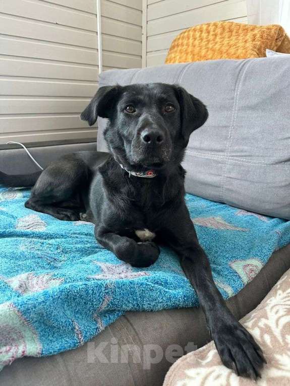 Собаки в Москве: Черный лабрадор Шанель в добрые руки Девочка, 1 руб. - фото 3