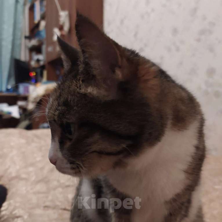 Кошки в Королеве: Потерялась кошка! Девочка, Бесплатно - фото 5