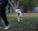 Собаки в Воронеже: Шикарный щенок золотистого ретривера  Мальчик, 40 000 руб. - фото 2