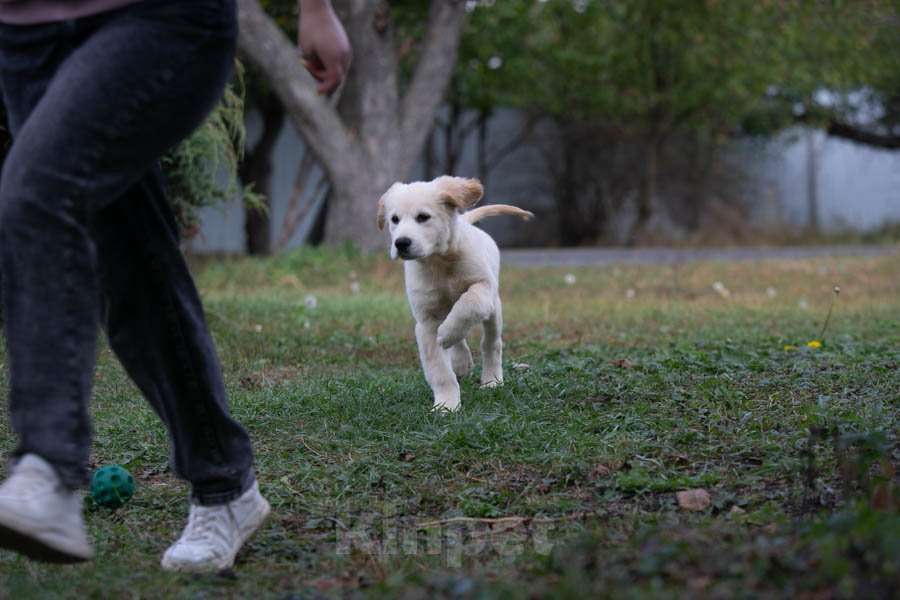 Собаки в Воронеже: Шикарный щенок золотистого ретривера  Мальчик, 60 000 руб. - фото 2
