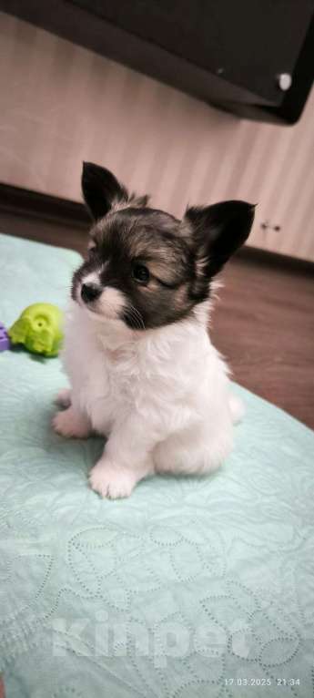 Собаки в Ростове-на-Дону: Щенки папийон Девочка, 40 000 руб. - фото 4
