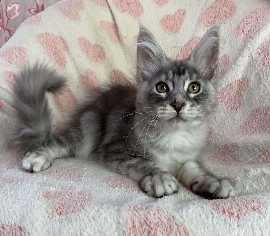 Кошки в Дмитрове: Черная серебристая мраморная девочка мейн кун Cindy Девочка, 20 000 руб. - фото 5